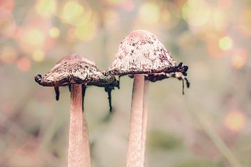 Mushrooms on a beautiful dreamy morning