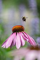 Tournesol rouge avec bourdon