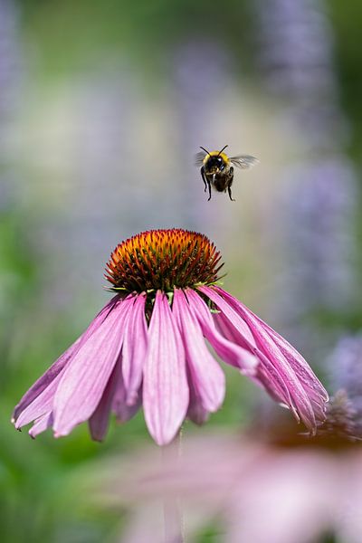 Rode zonnehoed met hommel van Mariëro Fotografie