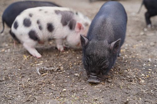 Mini biggetje bij zijn eerste uittocht op de boerderij.