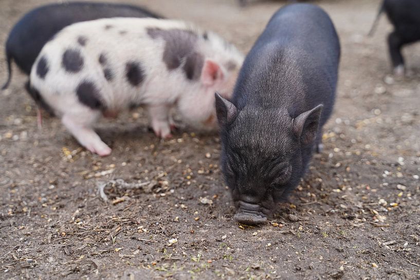 Mini-porc Ferkel lors de sa première sortie à la ferme. par Babetts Bildergalerie