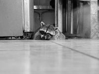 Waschbär spielt verstecken und suchen