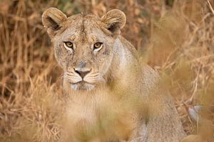 Jeune lion dans le Serengeti, Tanzanie