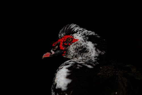 Portrait d'un canard de Barbarie