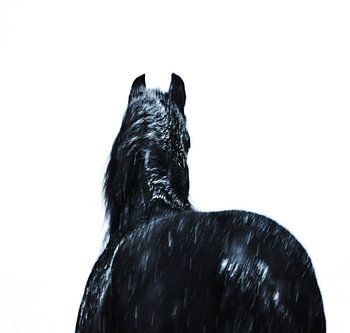 The friesian horse...