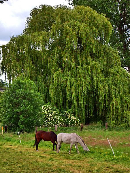 Chevaux 3 par Edgar Schermaul