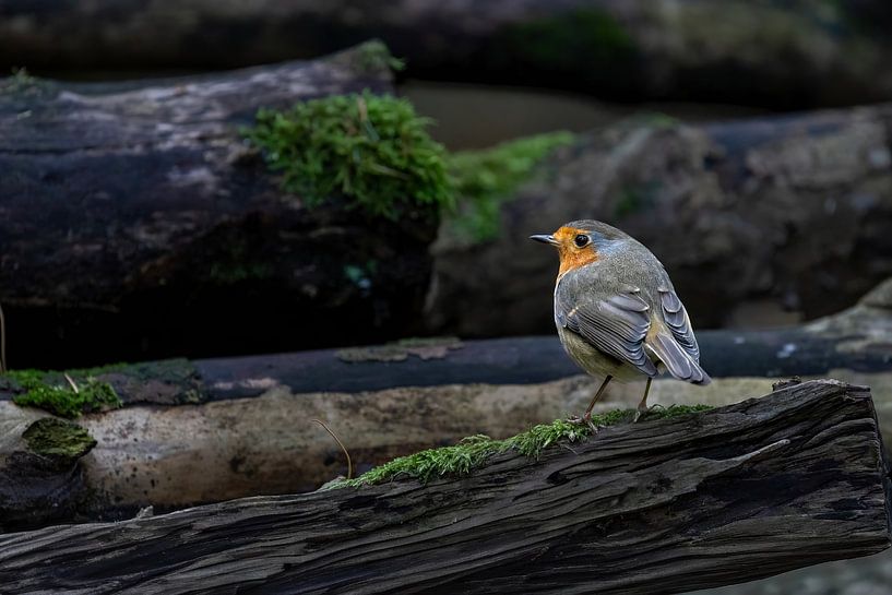 Robins von Marieke Deinum