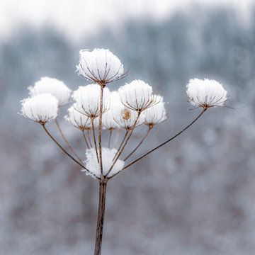 Sneeuwbloem van Carla Schenk