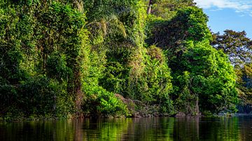 Surinamerivier bij Awaradam van René Holtslag