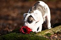Rosen sind rot