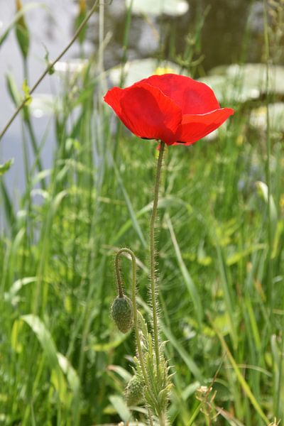 Poppy by Daphne van der straaten