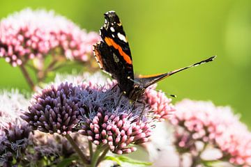Schmetterlinge von Flevoland von Berend Kok