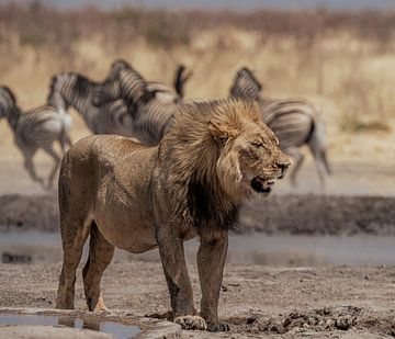 Löwe in Namibia, Afrika von Patrick Groß