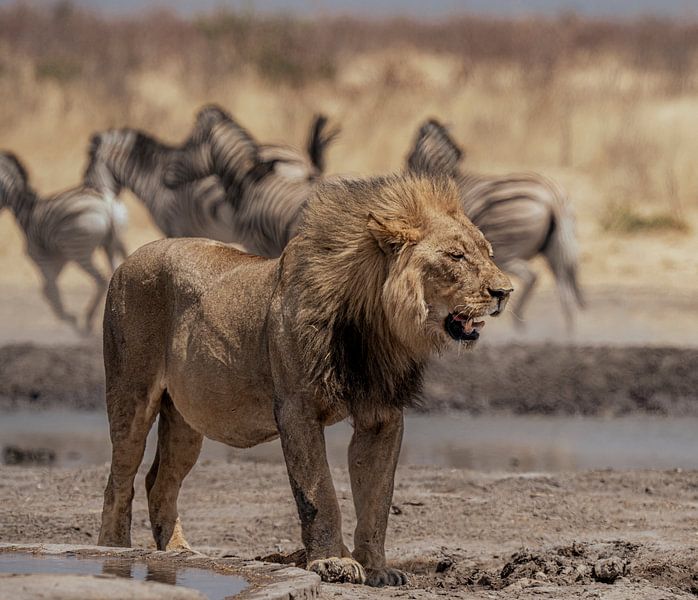 Lion in Namibia, Africa by Patrick Groß