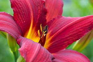Taglilie, Hemerocallis