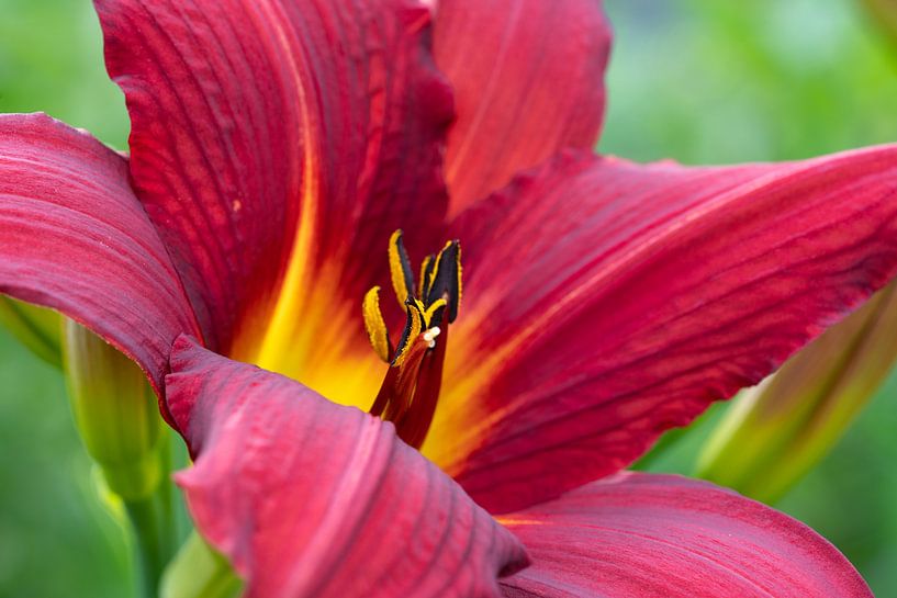 Taglilie, Hemerocallis von Alexander Ludwig