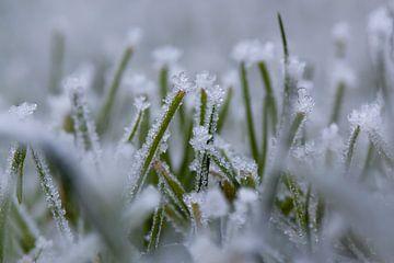 Frost von Evelyne Renske