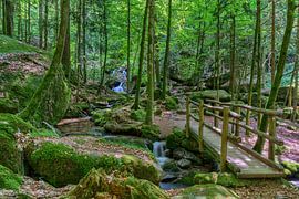 Magic Forest at Gertelbach by Uwe Ulrich Grün
