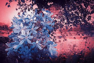 A blue African Lily under the tree