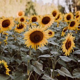 Sonnenblumenfeld in Frankreich von Amber den Oudsten