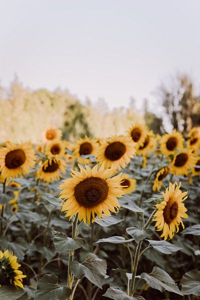 Zonnebloemenveld in Frankrijk van Amber den Oudsten