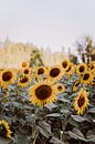 Sonnenblumenfeld in Frankreich von Amber den Oudsten Miniaturansicht