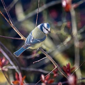 Blue tit sitting on a branch by ManfredFotos