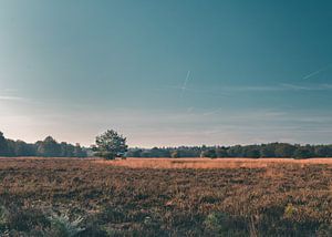 Einsamer Baum in der Ebene der Veluwe von Mick van Hesteren