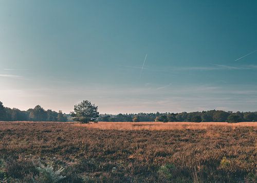 Lonely tree on the plain of the Veluwe