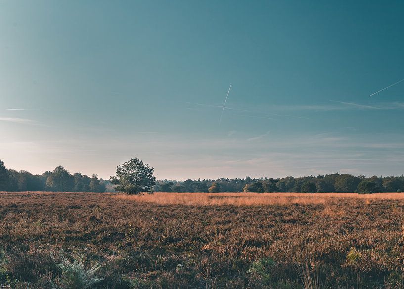 Lonely tree on the plain of the Veluwe by Mick van Hesteren