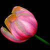 Tulpe von Henk Langerak