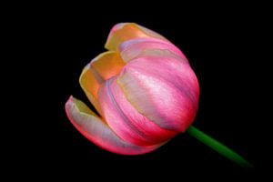 Tulipe