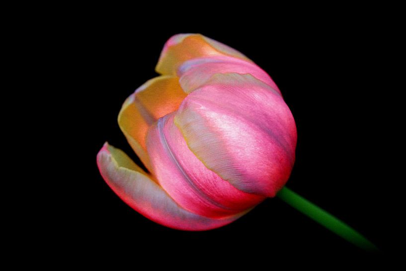Tulpe von Henk Langerak