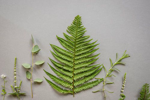 Botanisch flatlay, layflat botanical