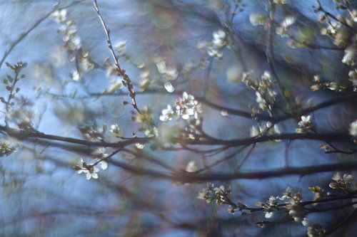 Fleur de printemps