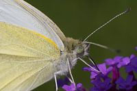 Vlinder close-up