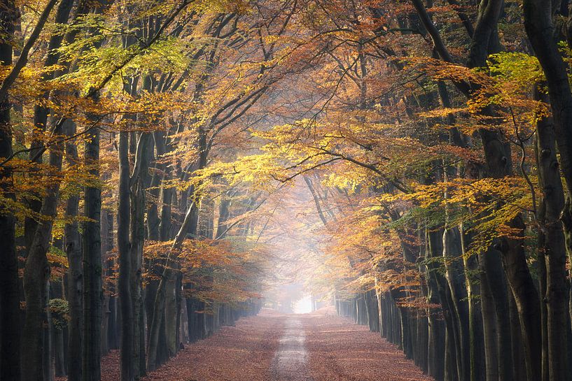 Waldweg in schönen Herbstfarben von Arnoud van de Weerd