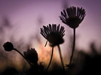 Dream for sunset