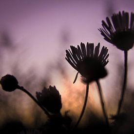 Rêve de coucher de soleil sur RuxiQue