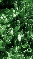 Cactussen