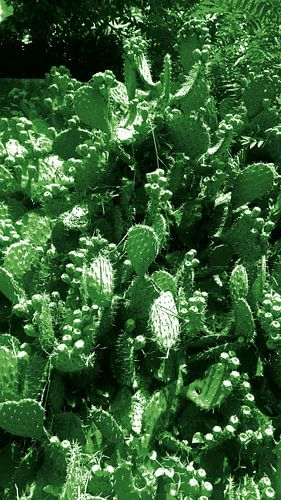 Cactussen