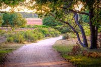 path through the forest on the Heide in Hilversum