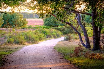Pfad durch den Wald auf der Heide in Hilversum