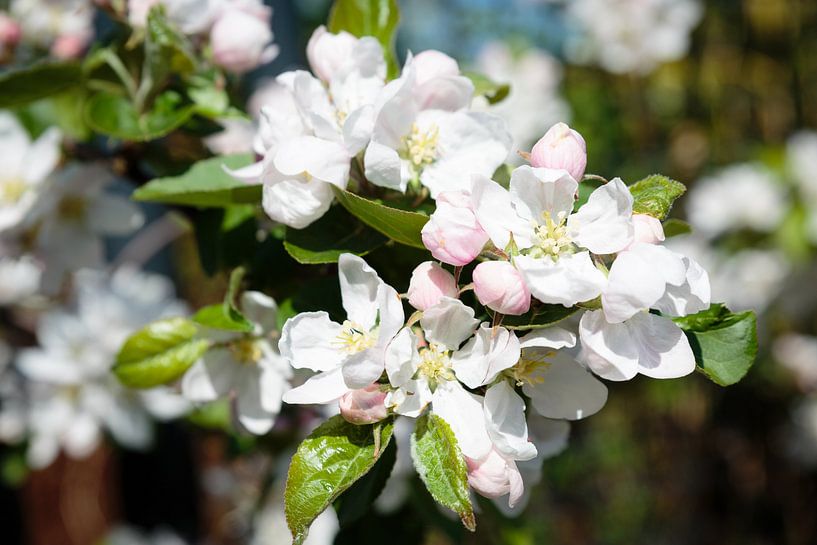 Appelbloesem van Els Broers