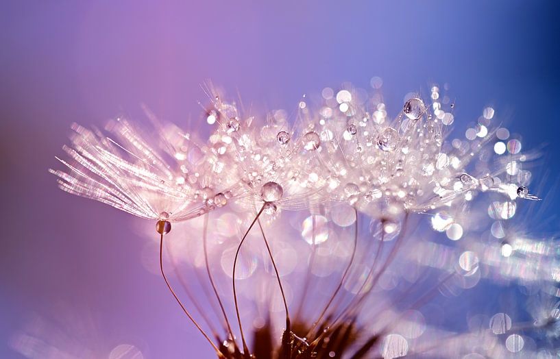 Cristaux de pissenlit par Hilde Remerie Photographie et art numérique