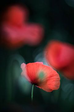 Poppies against a dark background by Bob Daalder