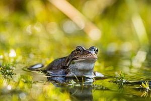 Entspannter Frosch