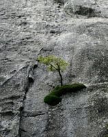 Strong tree