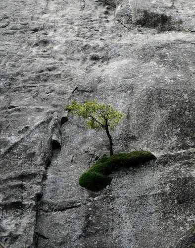 Arbre fort sur Esmeralda de Nooijer