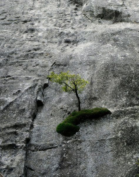 Starker Baum von Esmeralda de Nooijer